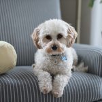 home selling with pets
